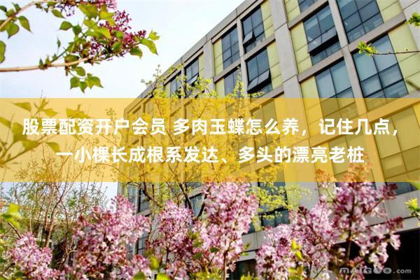 股票配资开户会员 多肉玉蝶怎么养，记住几点，一小棵长成根系发达、多头的漂亮老桩